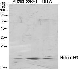 Anti-Histone H3 Rabbit Polyclonal Antibody