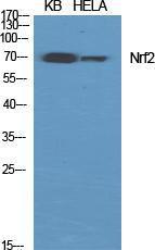 Western blot analysis of various cells using Anti-Nrf2 Antibody