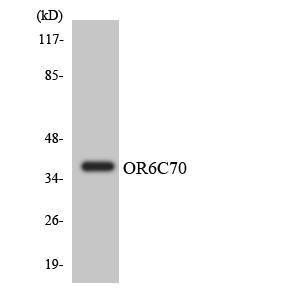 Anti-OR6C70 antibody