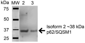 Antibody A304938-100 100 µg