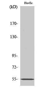 Western blot analysis of HuvEc cells using Anti-ER81 Antibody