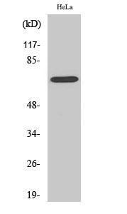 Western blot analysis of COLO205 cells using Anti-Ku70 Antibody