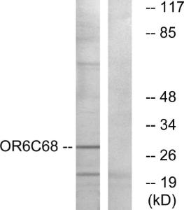 Western blot analysis of lysates from HUVEC cells using Anti-OR6C68 Antibody. The right hand lane represents a negative control, where the antibody is blocked by the immunising peptide