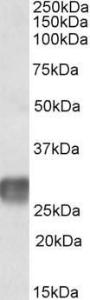 Antibody anti-LAIR1 A83007-100 100 µg