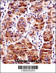 Anti-RBPJ Rabbit Polyclonal Antibody (HRP (Horseradish Peroxidase))