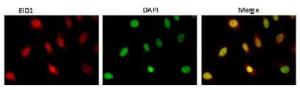 Anti-EID1 Antibody