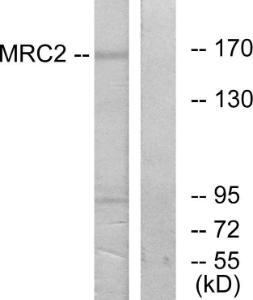 Western blot analysis of lysates from 293 cells using Anti-MRC2 Antibody The right hand lane represents a negative control, where the antibody is blocked by the immunising peptide