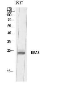 Western blot analysis of 293T lysis using Anti-KRAS Antibody