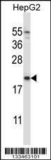 Anti-NDUFAF2 Rabbit Polyclonal Antibody (FITC (Fluorescein Isothiocyanate))