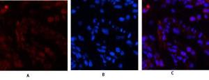 Anti-Histone H3 Rabbit Polyclonal Antibody