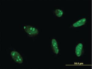 Anti-MEF2A Mouse Monoclonal Antibody [clone: 1A10]