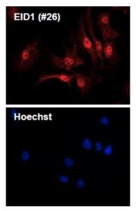 Anti-EID1 Antibody