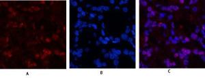 Anti-Histone H3 Rabbit Polyclonal Antibody