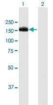 Anti-BCR Mouse Polyclonal Antibody