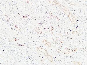 Immunohistochemical analysis of paraffin-embedded human kidney using Anti-KRAS Antibody