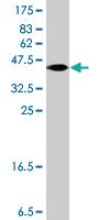 Anti-NME2 Mouse Polyclonal Antibody