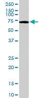 Anti-PARP2 Goat Polyclonal Antibody