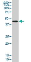 Anti-NDRG2 Mouse Monoclonal Antibody [clone: 1D12]