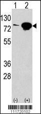 Anti-EIF4B Rabbit polyclonal antibody