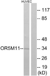 Western blot analysis of lysates from HUVEC cells using Anti-OR5M11 Antibody. The right hand lane represents a negative control, where the antibody is blocked by the immunising peptide