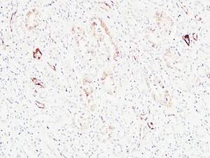 Immunohistochemical analysis of paraffin-embedded human kidney using Anti-KRAS Antibody