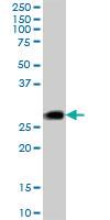 Anti-DNAJC5 Mouse Polyclonal Antibody