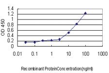 Anti-MEF2A Mouse Monoclonal Antibody [clone: 1A10]