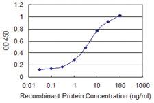 Anti-NDRG2 Mouse Monoclonal Antibody [clone: 1D6]