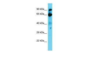 Anti-NOL9 Rabbit Polyclonal Antibody