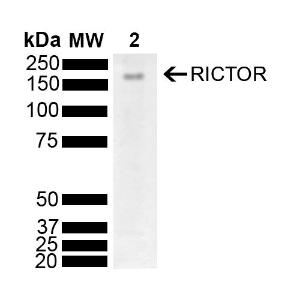 Antibody A304940-100 100 µg