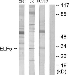 Western blot analysis of lysates from Jurkat, 293, and HUVEC cells using Anti-ELF5 Antibody. The right hand lane represents a negative control, where the Antibody is blocked by the immunising peptide