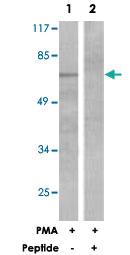 Anti-SRF Rabbit Polyclonal Antibody