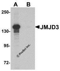 Western blot analysis of JMJD3 in K562 cell lysate with JMJD3 antibody at 0.5 &#956;g/mL in (A) the absence and (B) the presence of blocking peptide.