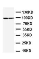 Anti-STAT1 Rabbit Polyclonal Antibody