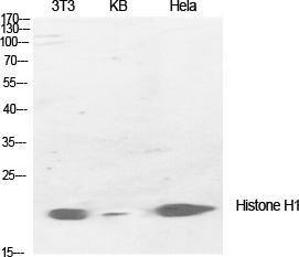 Western blot analysis of various cells using Anti-Histone H1 Antibody