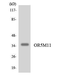 Western blot analysis of the lysates from K562 cells using Anti-OR5M11 Antibody