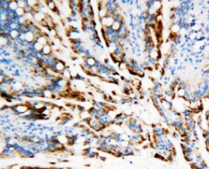 Anti-APE1 Rabbit Polyclonal Antibody