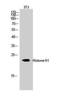 Western blot analysis of 3T3 cells using Anti-Histone H1 Antibody