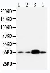 Anti-APE1 Rabbit Polyclonal Antibody