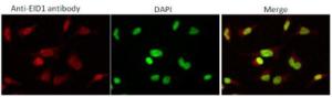 Anti-EID1 Antibody