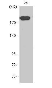 Western blot analysis of various cells using Anti-MRC2 Antibody