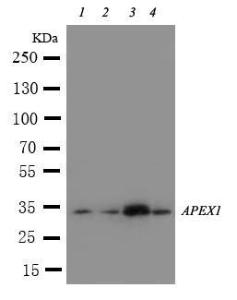 Anti-APE1 Rabbit Polyclonal Antibody