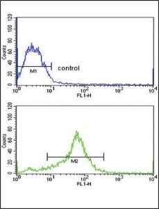 Anti-TIMP3 Rabbit Polyclonal Antibody (FITC (Fluorescein Isothiocyanate))