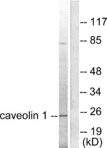 Antibody A95165-100