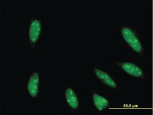 Anti-TAF6L Mouse Monoclonal Antibody [clone: 1C5]