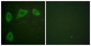 Antibody A95165-100