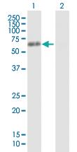 Anti-HNRNPK Mouse Polyclonal Antibody