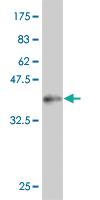 Anti-TCEB3 Mouse Monoclonal Antibody [clone: 1F3]