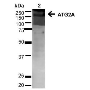 Anti-ATG2A antibody