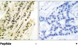 Anti-SRF Rabbit Polyclonal Antibody